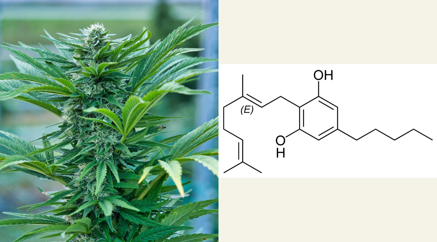 CBG: Il Cannabinoide del Futuro – Guida Completa